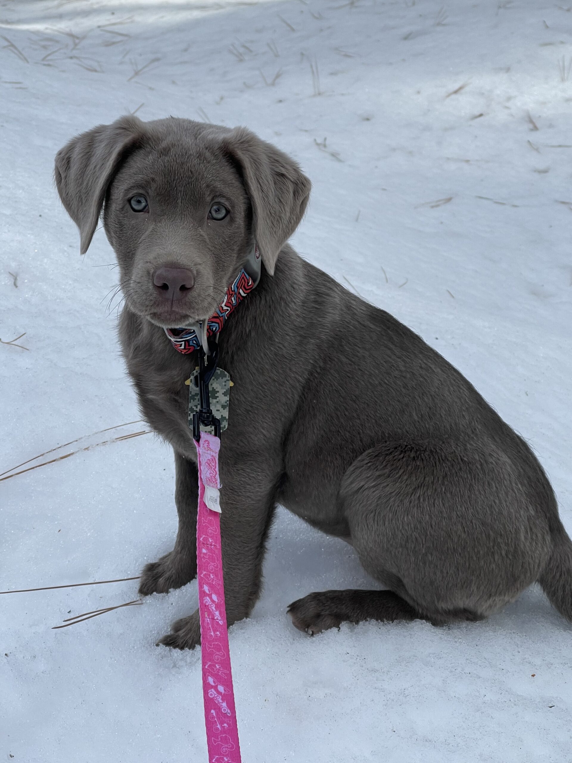 A female silver labrador puppy