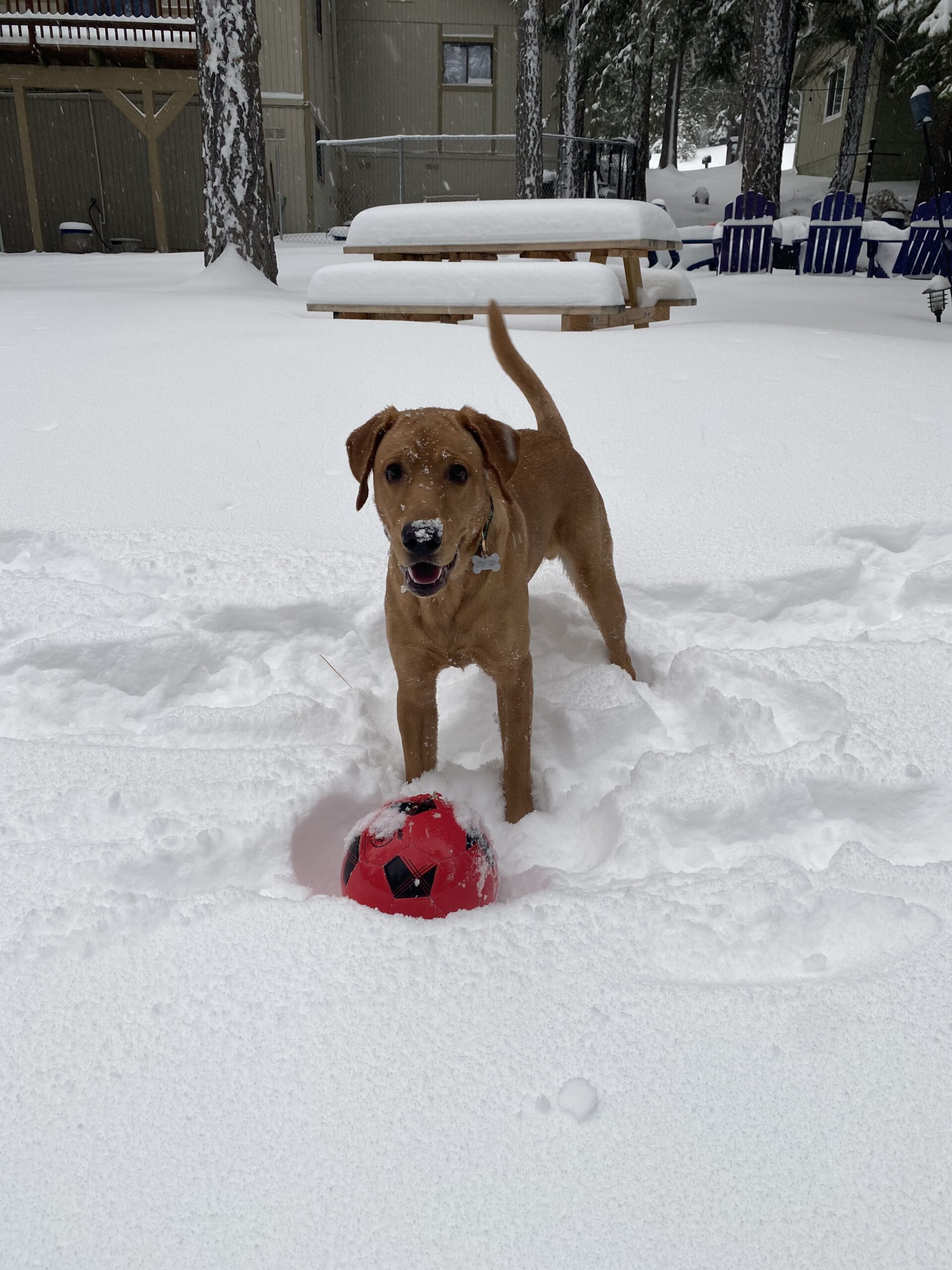 red fox labrador in the snow