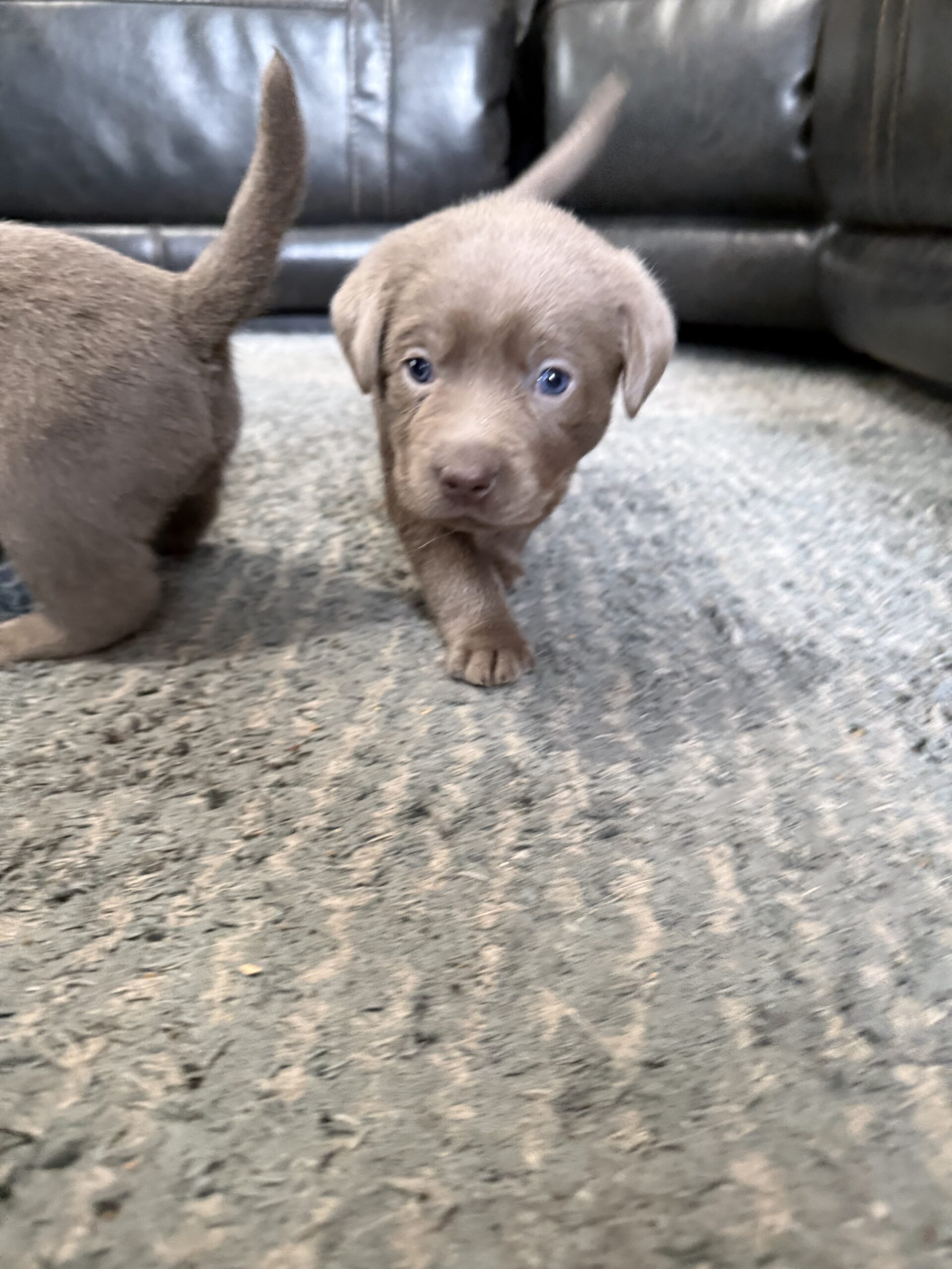 Silver labrador puppy with blue collar
