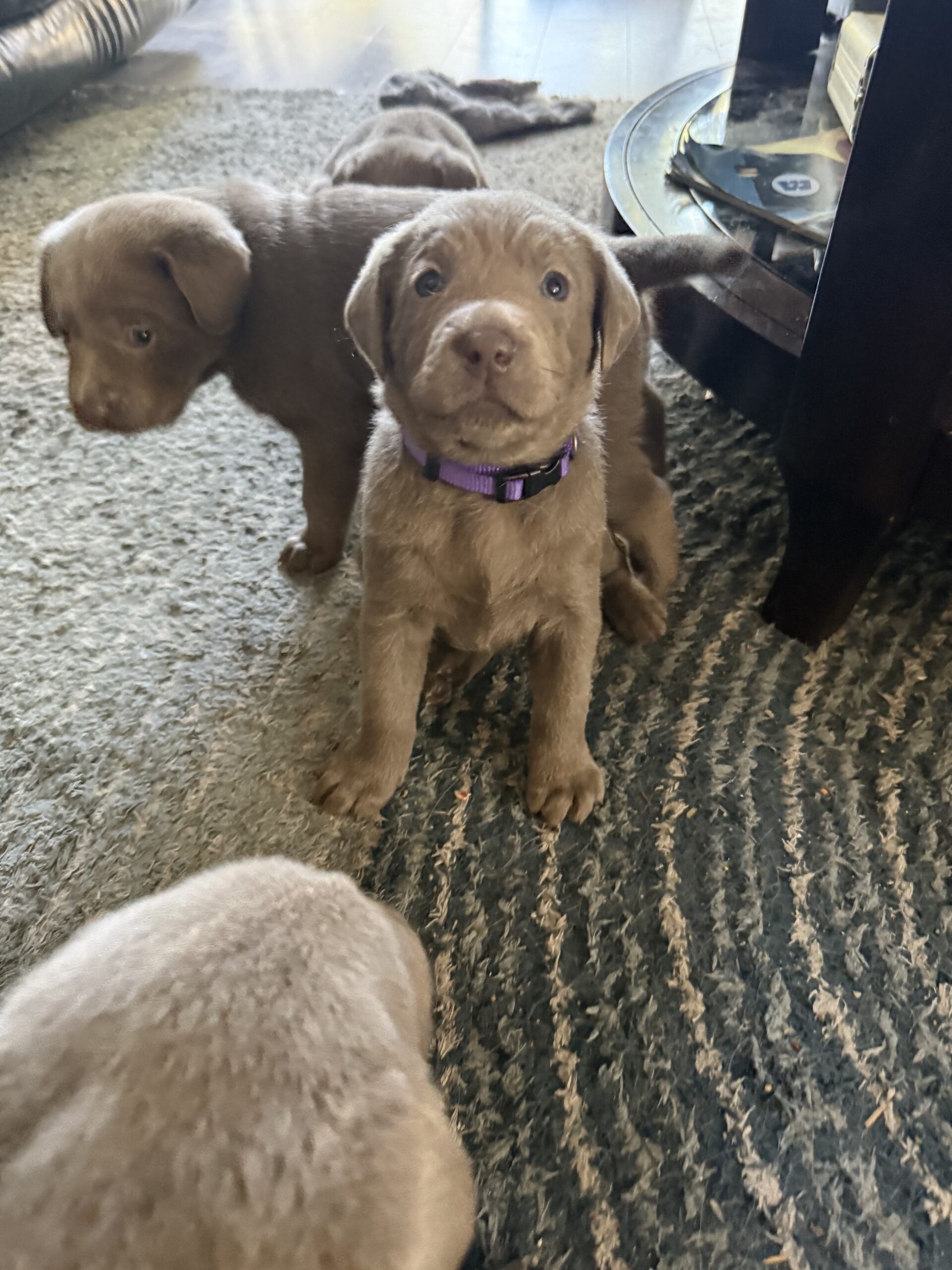 Silver Labrador puppy with purple collar