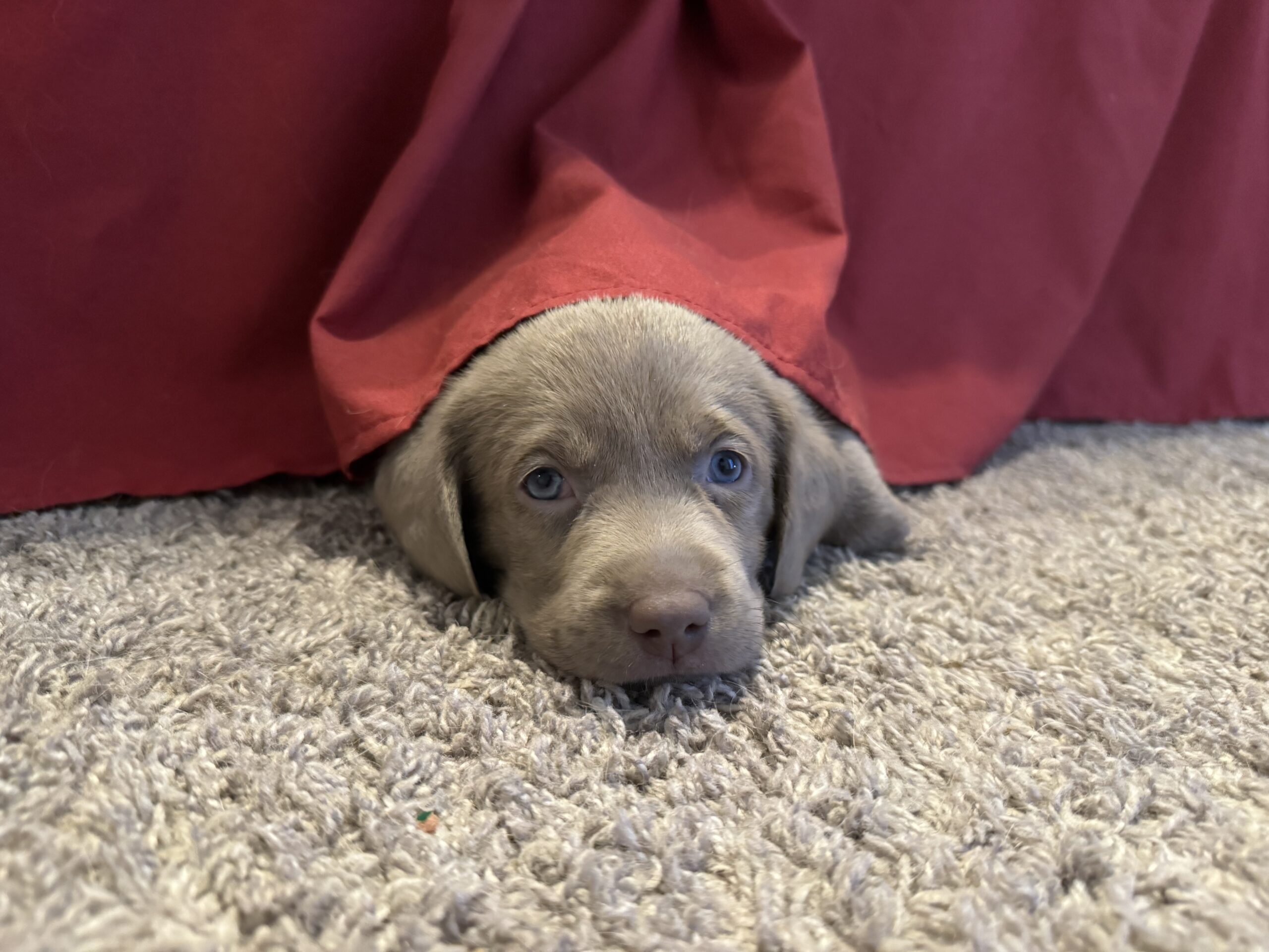 A silver labrador puppy's head peeking out from under a bed