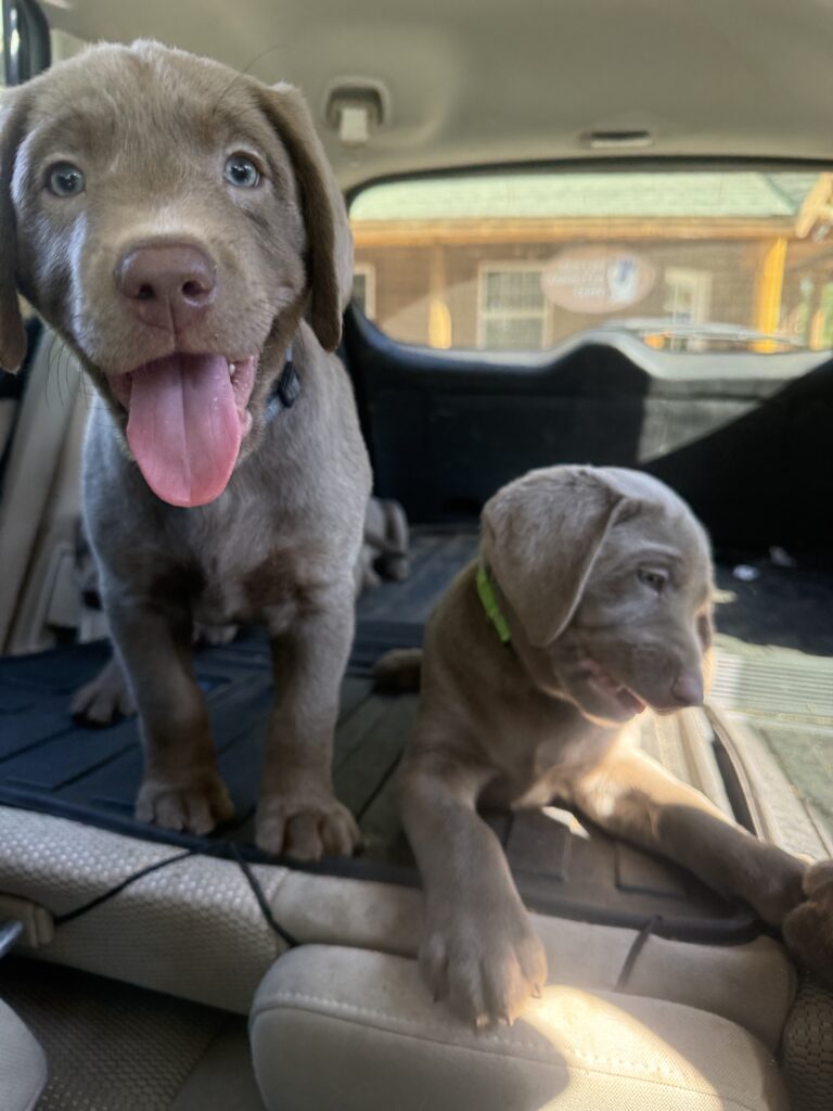A silver labrador puppy named Liam Neeson