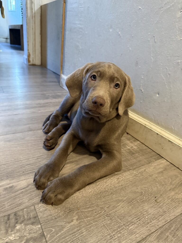 Silver labrador puppy named Paul Newman