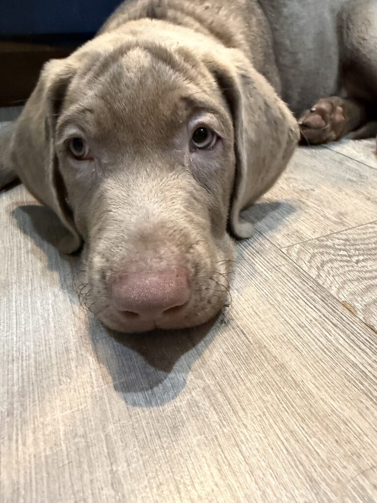 Silver labrador puppy named Larry Bird