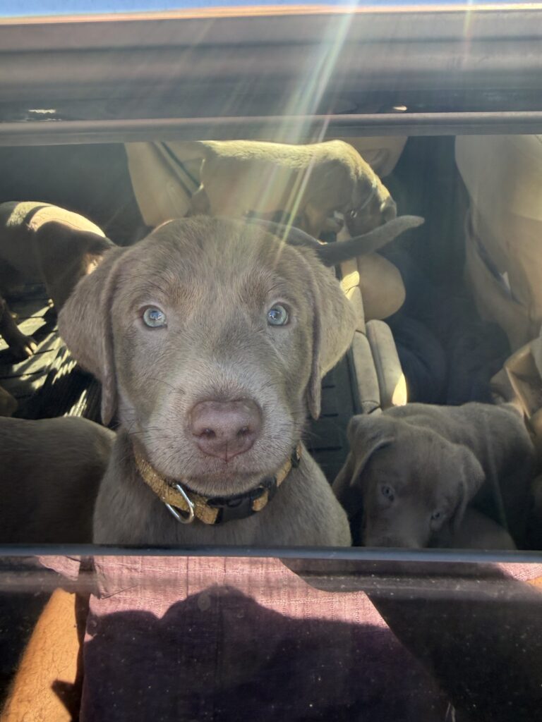 Silver labrador puppy Colonel Mustard